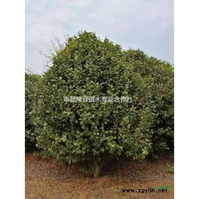 出售高4米雪松300棵，江西雪松销售基地