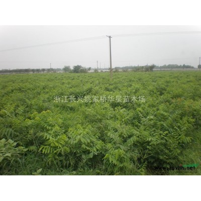 浙江湖州长兴县低价供应批发黄山栾树苗 黄山栾树小苗价格低廉