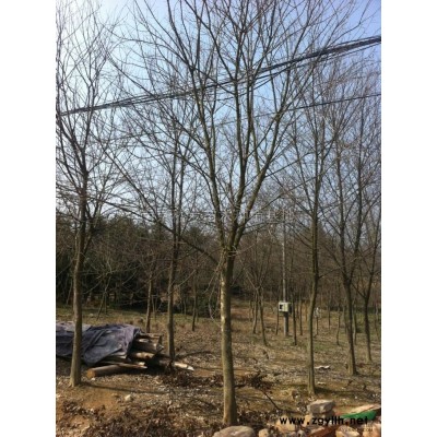 批发栾树，南京批发黄山栾树