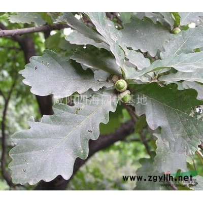 雪松*新价格/雪松报价