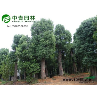 供应香樟树、香泡树、栾树、桂花、朴树、拟单性木兰