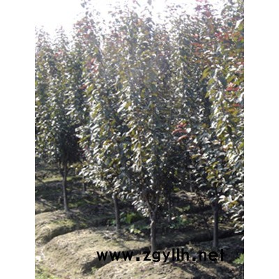 速生国槐、速生白蜡、速生紫薇、栾树等