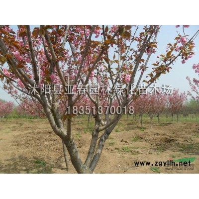 厂家直销 新采优质雪松种子 发芽率高 易成活 质量保障