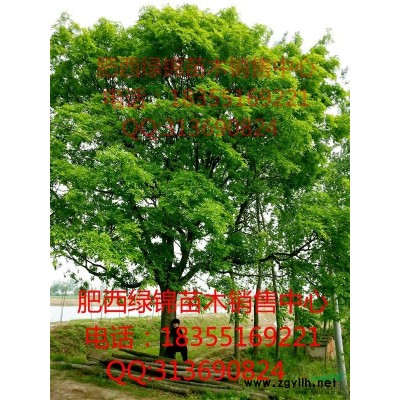 栾树/安徽栾树/黄山栾树