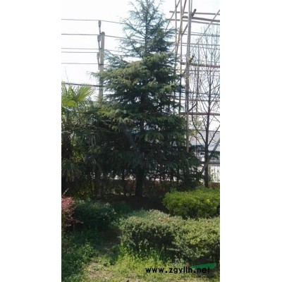 江苏：10米雪松4000