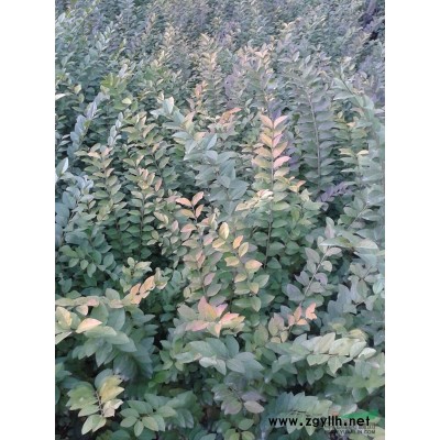 3公分栾树图片\3公分栾树、河南省栾树报价