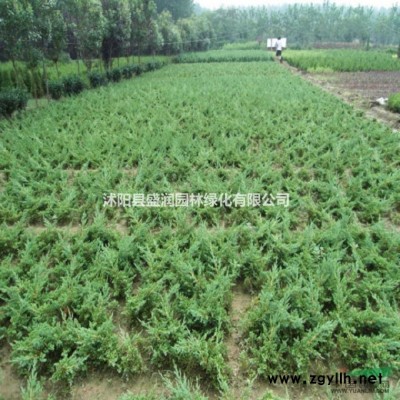 红天竹、雪松、蜀桧