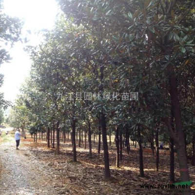 14公分栾树价格、15公分栾树价格，16公分栾树价格