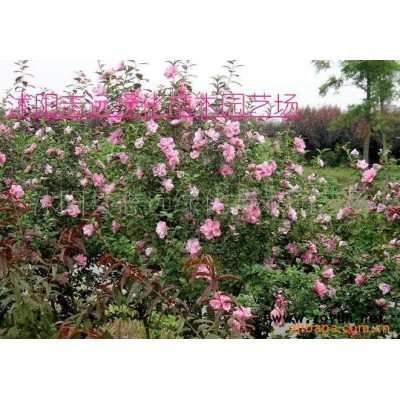 常年销售雪松、蜀桧、地柏、沙地柏、扶芳藤、红花继木、石楠