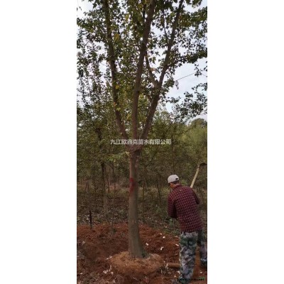 江西九江栾树病虫害防治要点