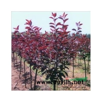 求买家：5-6米白皮松价格*低，现货供应【急售】