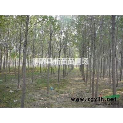 国槐  河北国槐  金叶国槐