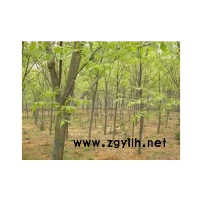 1-2-3-4公分红榉树朴树栾树乌桕水杉落雨杉池杉精品供应