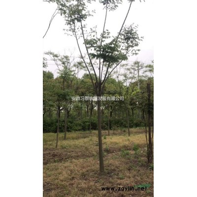 大量出售黄山栾树