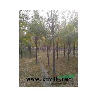14公分国槐发冒现在报价