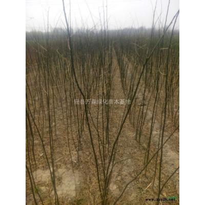 **优质的北栾小苗，北栾报价，毛白杨、国槐、白蜡**低价