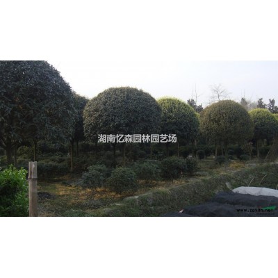 8-12cm黄山栾树、光杆栾树价格