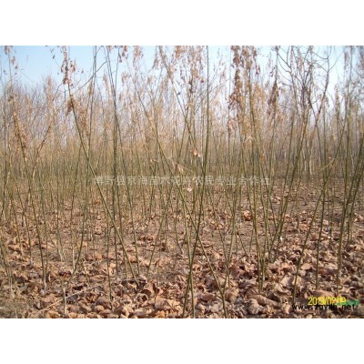 专供速生柳小苗/国槐小苗/白蜡小苗/垂柳小苗/榆树小苗