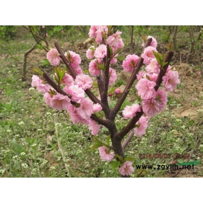 安徽金枝国槐介绍