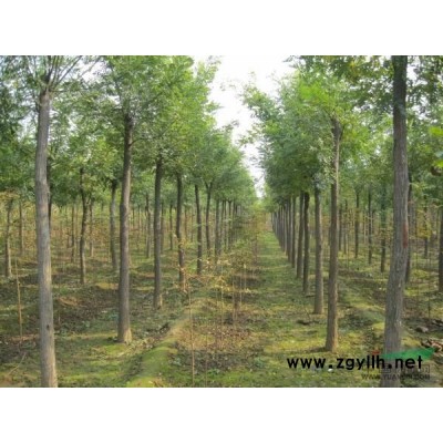 山东省滨州市惠民县白蜡，国槐，臭椿，复叶槭，海棠等