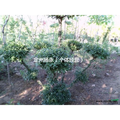 紫叶稠李，山桃，国槐，栾树，法桐，塔桧，海棠，水蜡金叶榆