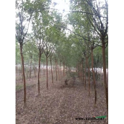 山东地区国槐7，8公分