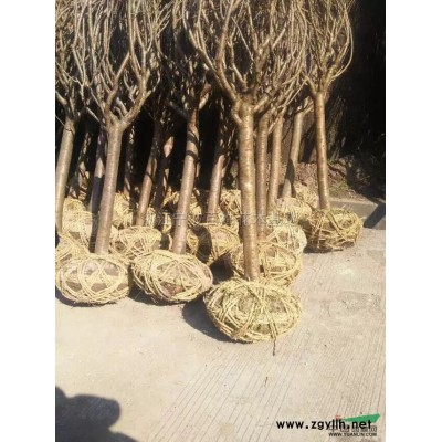 浙江黄山栾树8公分—20公分*新报价/黄山栾树8公分—20公分图片