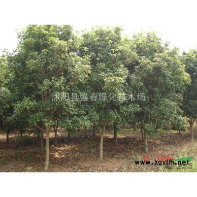 北方耐寒树种子：栾树种子，白蜡种子，五角枫种子等