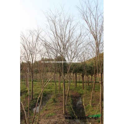 10公分 黄山栾树