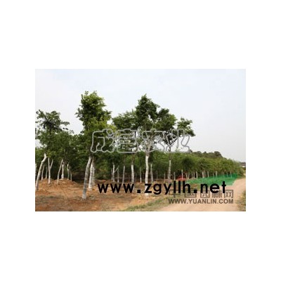 栾树报价/江苏栾树报价