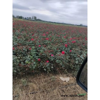 河南雪松基地  本基地有很多的雪松小苗和 大规格雪松批发