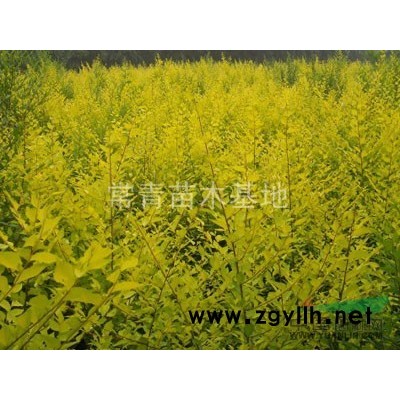 国槐介绍，供应河北国槐