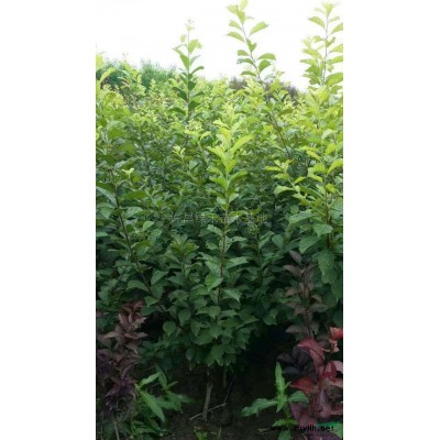 栾树图片\栾树报价