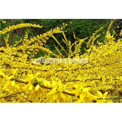 基地长期供应各种规格-栾树、梓树、唐槭、稠李