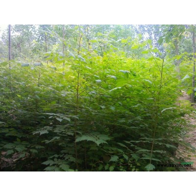 万汇实业有限公司供应国槐  红叶李