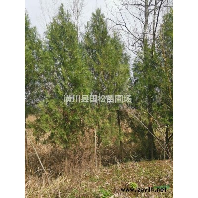 雪松图片\雪松报价