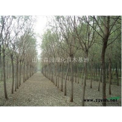 供应全冠土球国槐-国槐小苗价格-国槐种植技术-国槐图片