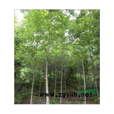 安徽栾树供应 栾树价格