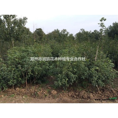 河南邓州市低价处理，24-26公分栾树！