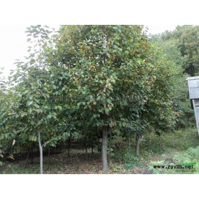 黄山栾树图片\黄山栾树报价