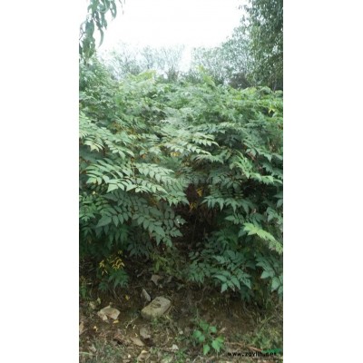 湖南栾树小苗7介绍