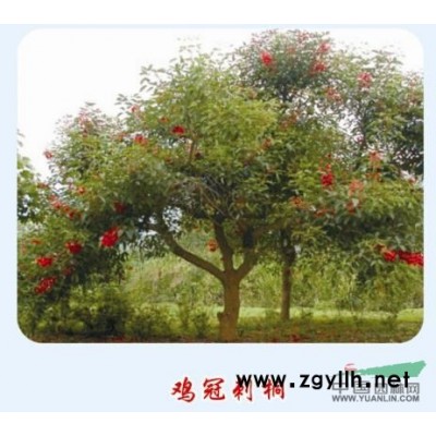 台湾栾树报价/福建台湾栾树报价