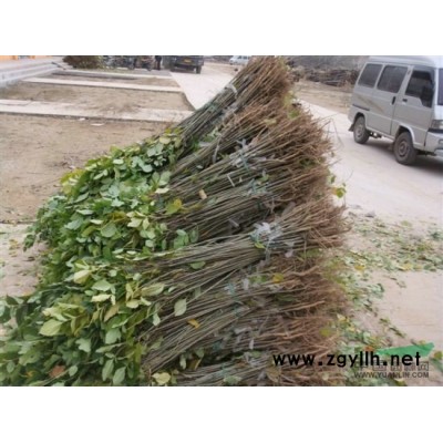 供应白蜡树价格刺槐树价格国槐树价格