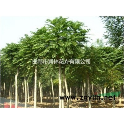 邯郸栾树种植基地,河北栾树规格*价格优惠