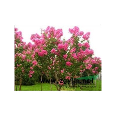 栾树种子行情报价\栾树种子图片展示