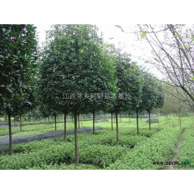 江西黄山栾树自产自销 九江黄山栾树价格优惠