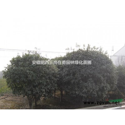 栾树供应/栾树图片