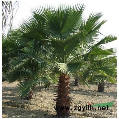 江苏沭阳低价供应批发雪松 雪松苗 雪松种子