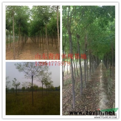 2015年6公分北栾树苗那里价格低