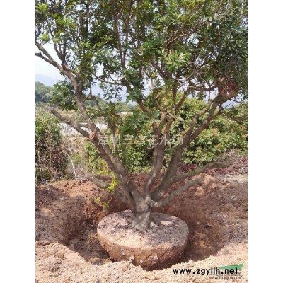 袋苗/移植苗/香樟袋苗/台湾栾树袋苗/小叶榕袋苗/重阳木袋苗